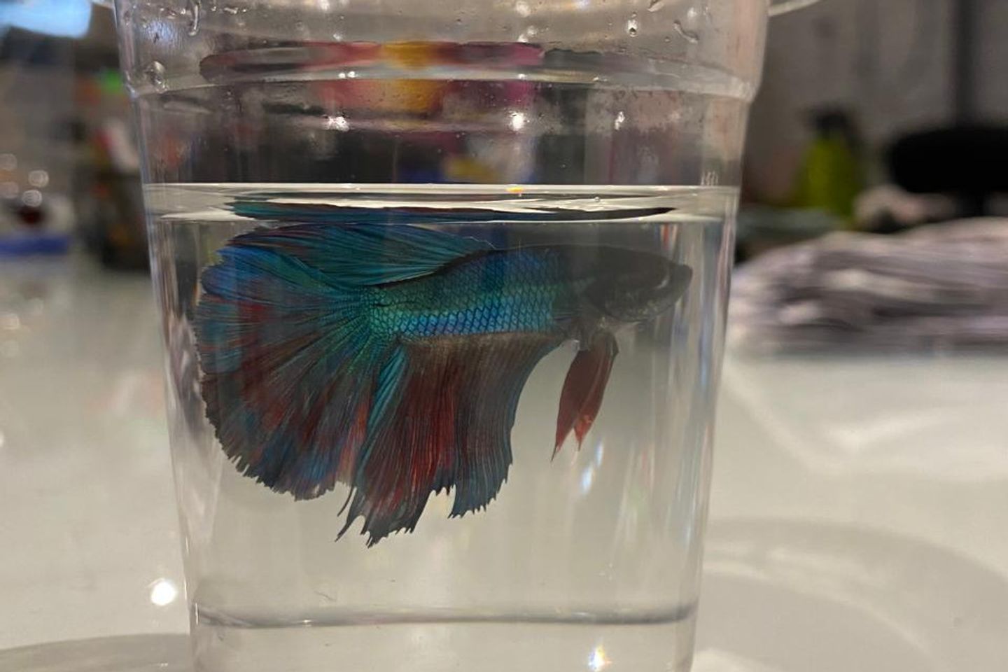Fighter Fish Various