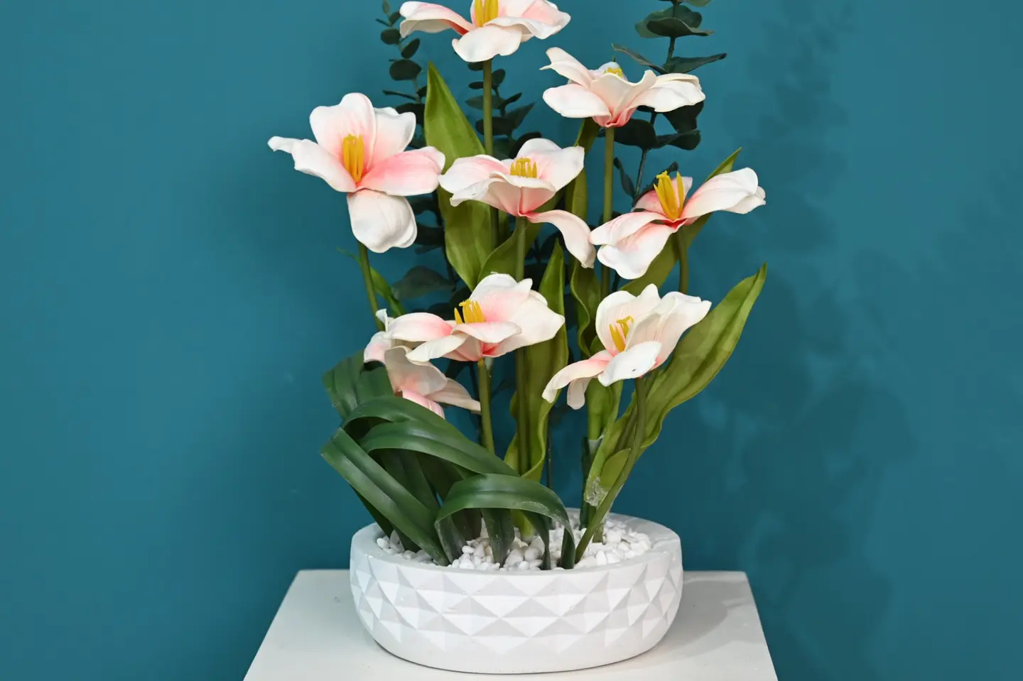 توليب الياسمين