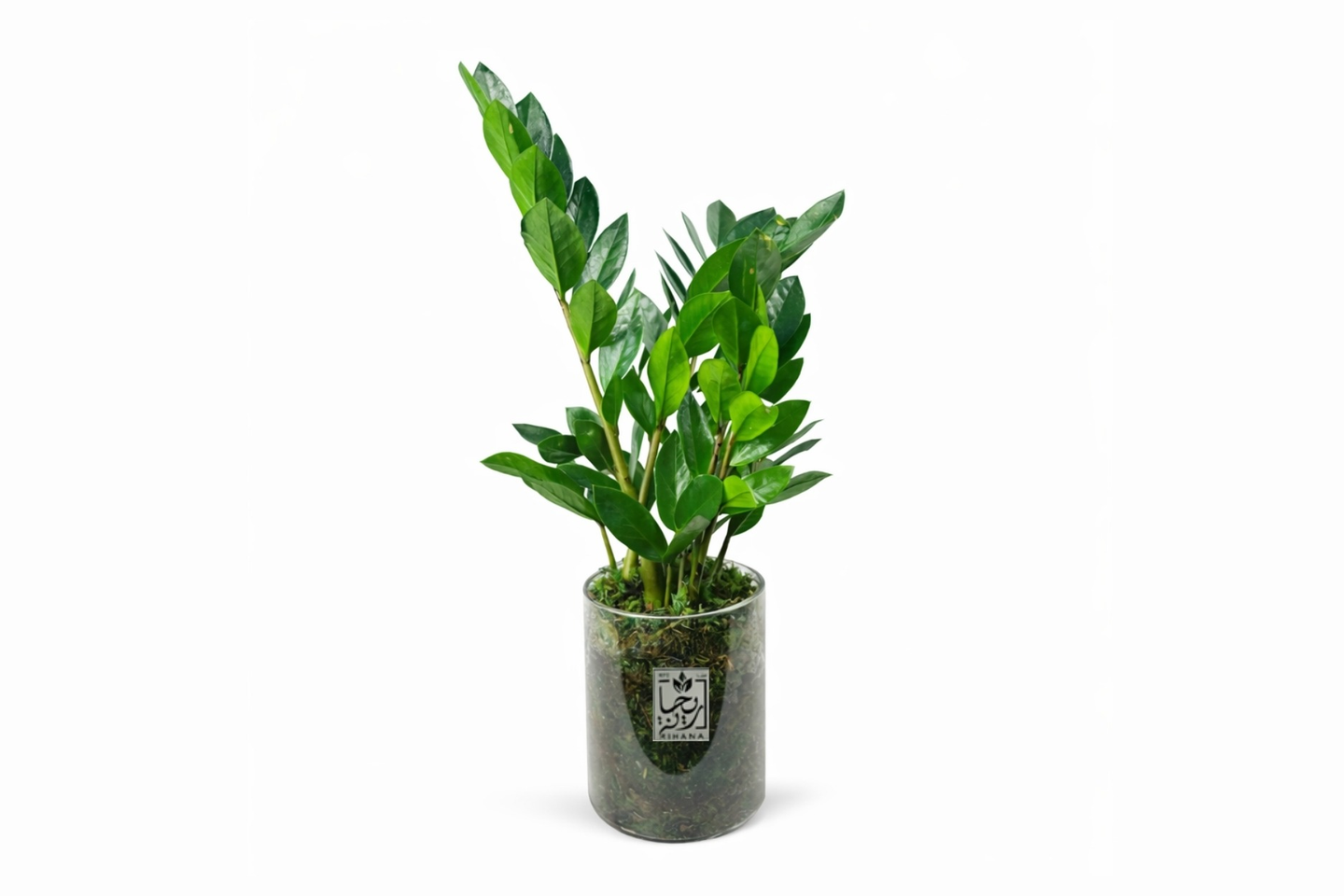 Zamia Kolkas