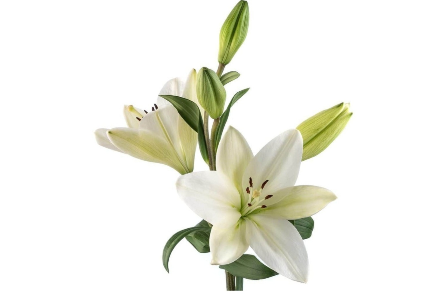 Casablanca White Holland