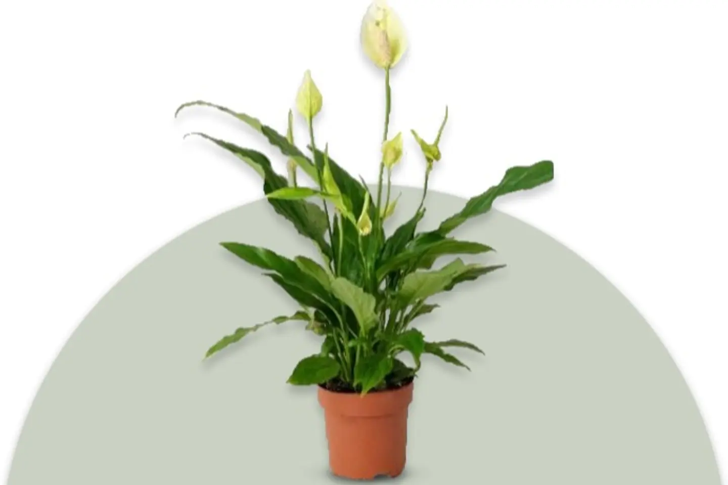 Spatphyllum Plant 50 Cm