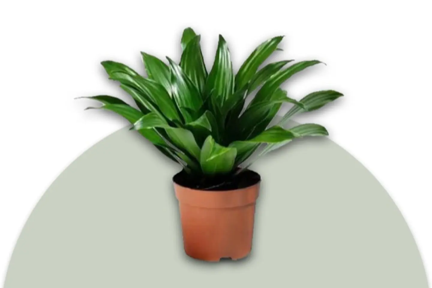 Compacta Plant