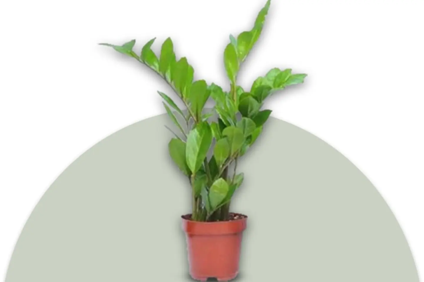 Zamia Plant