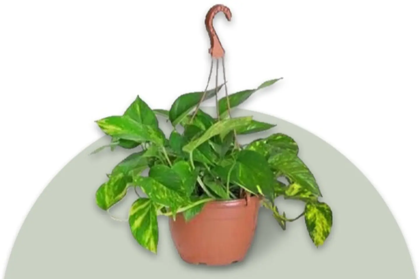 Pothos Plant