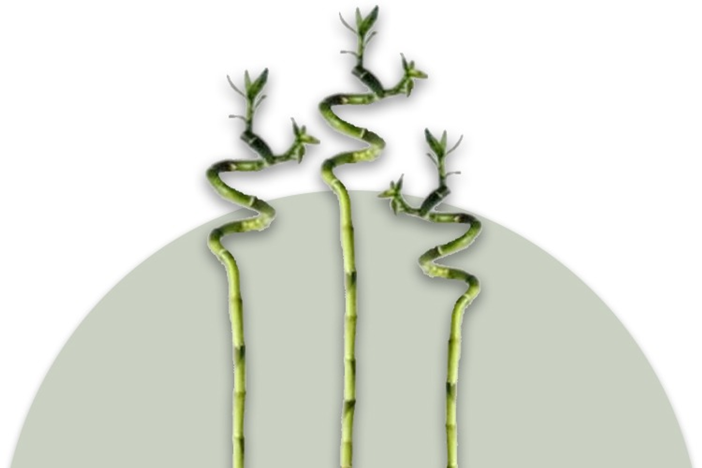 Bamboo Stalk Plant