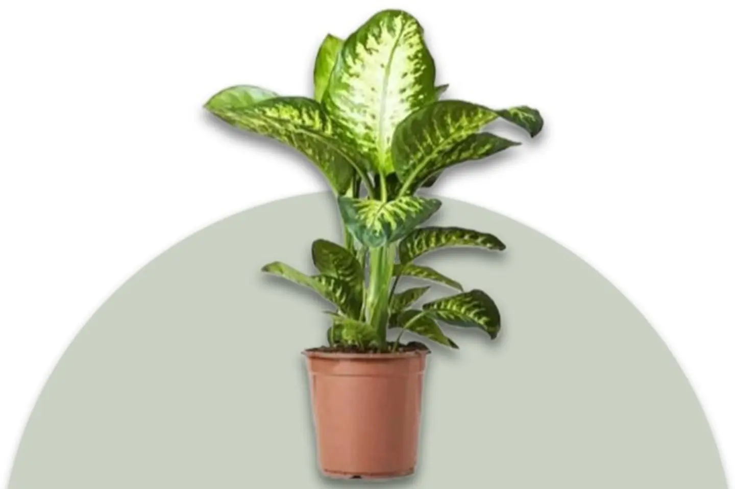 Dieffenbachia
