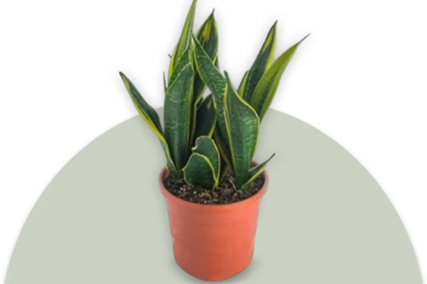 Sensevera Plant
