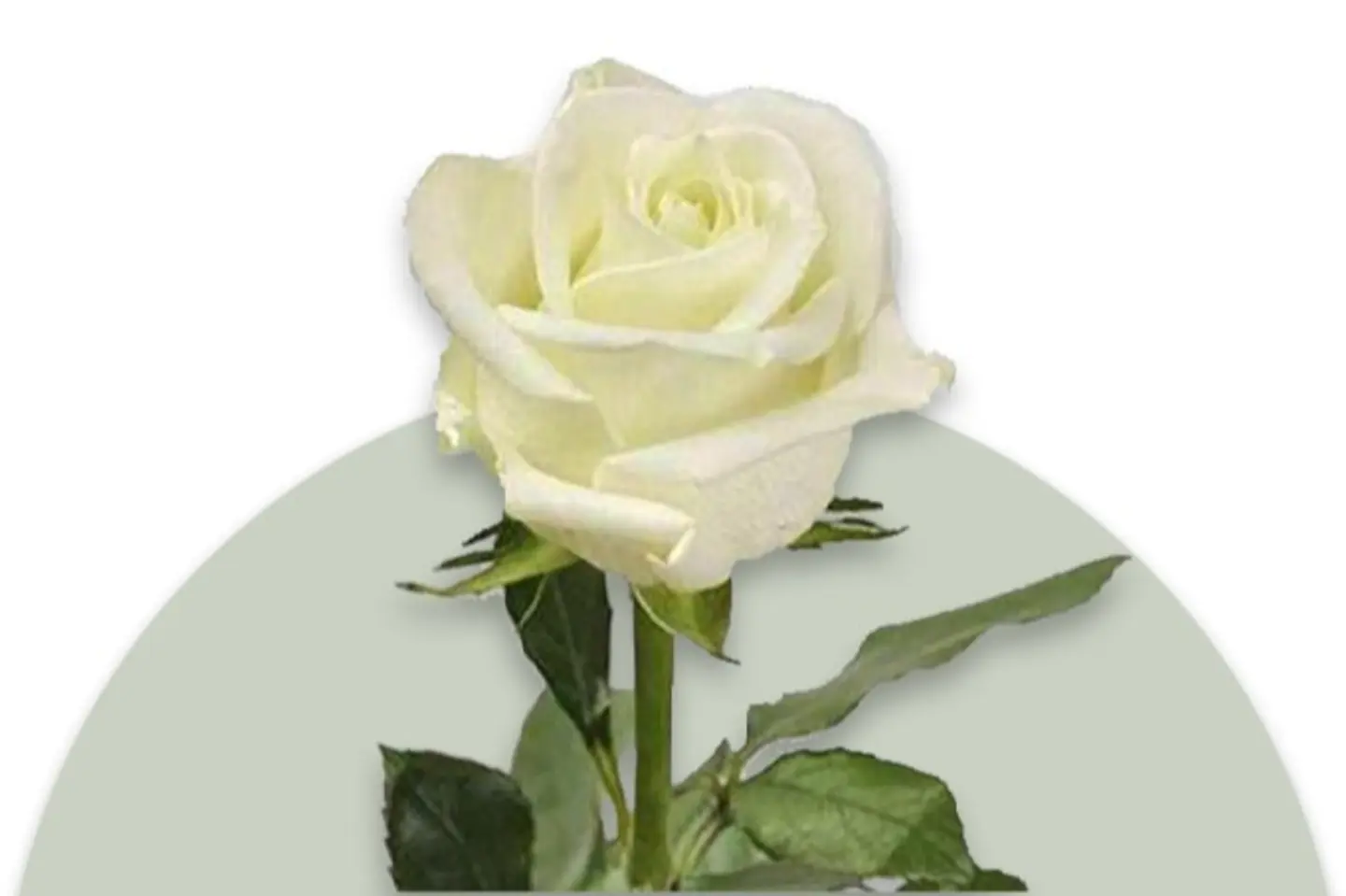 White Flower