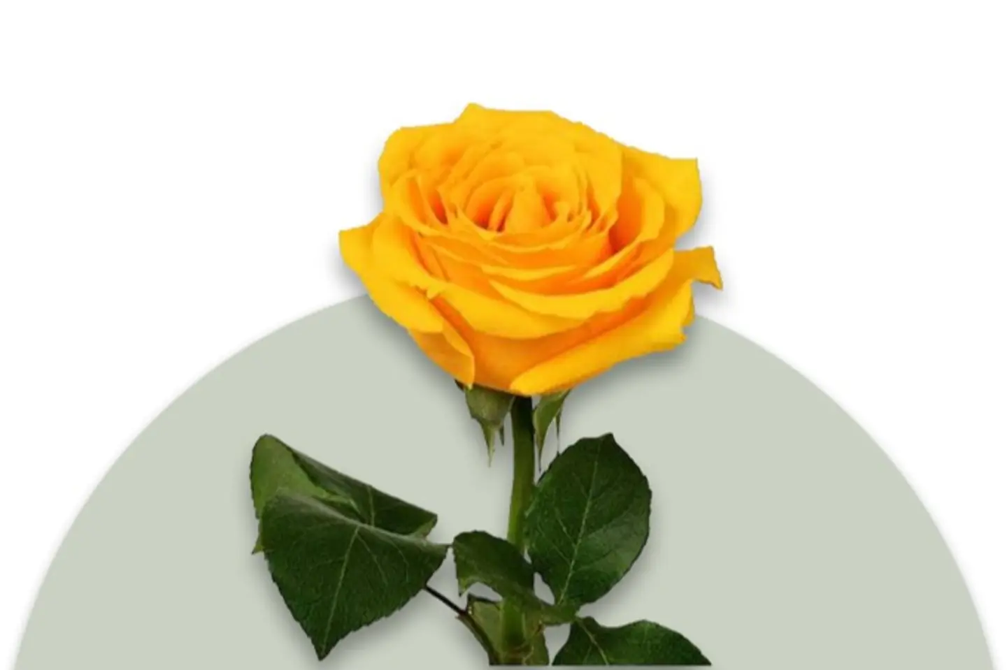 Yellow Rose