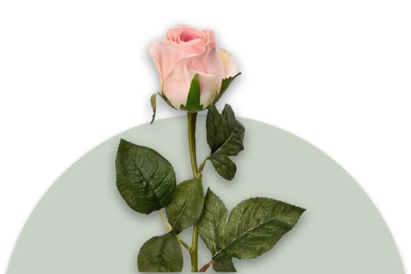 Light Pink Rose