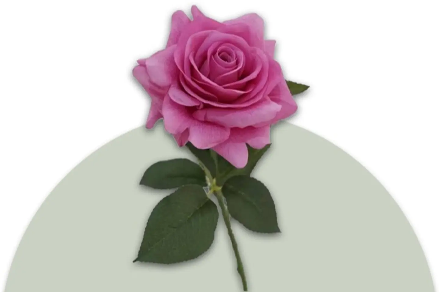 Dark Pink Rose