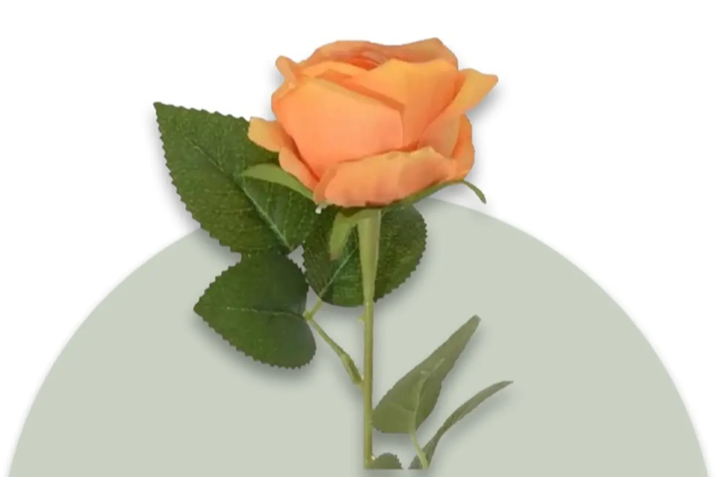 Orange Rose
