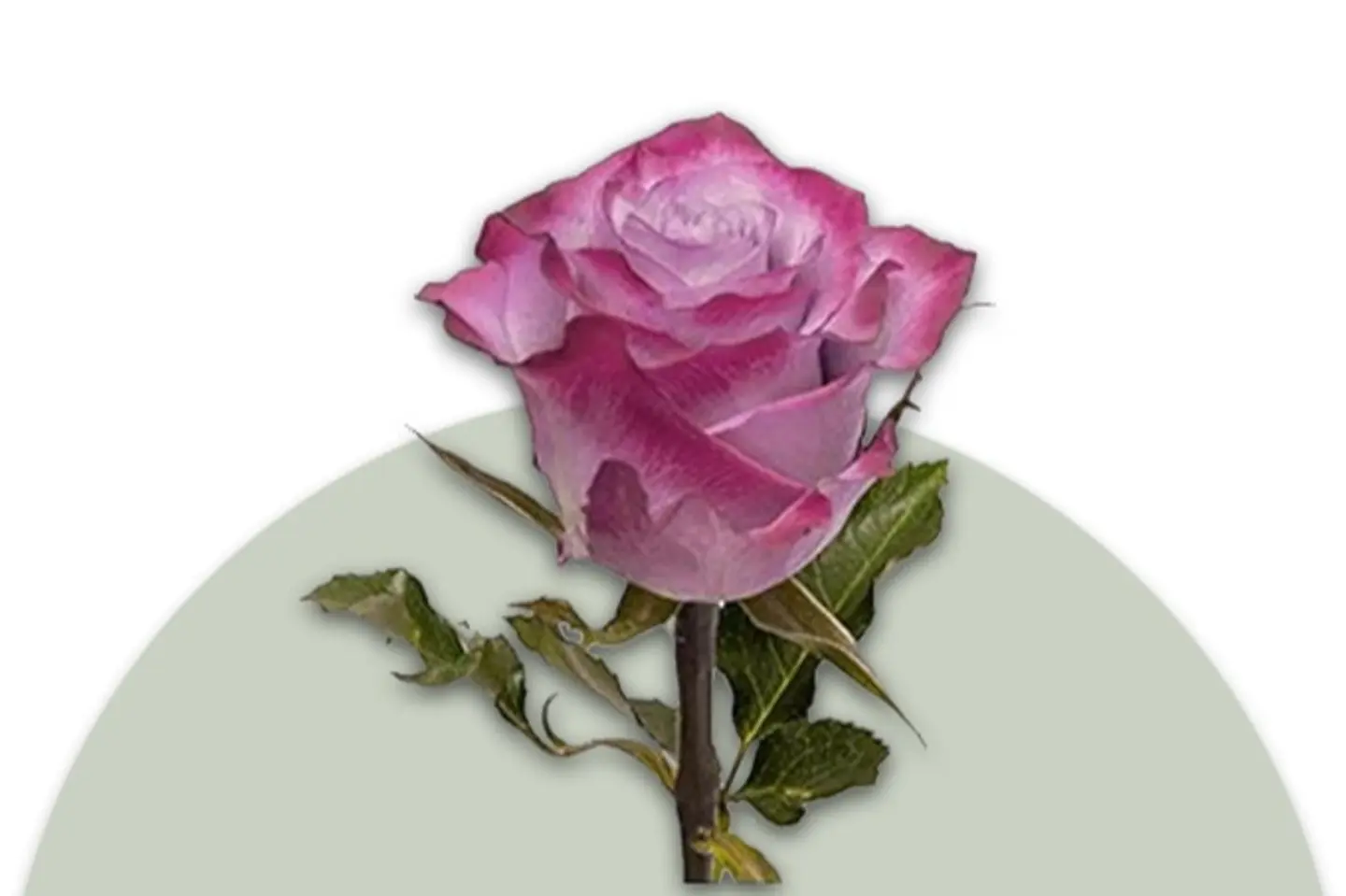 Purple Rose