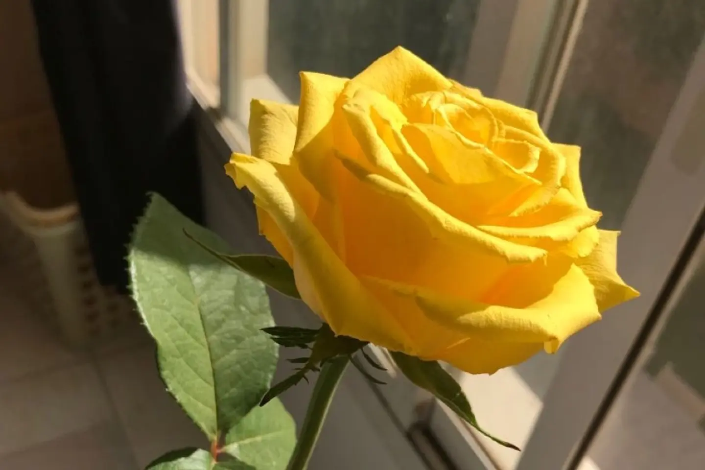 Yellow Rose