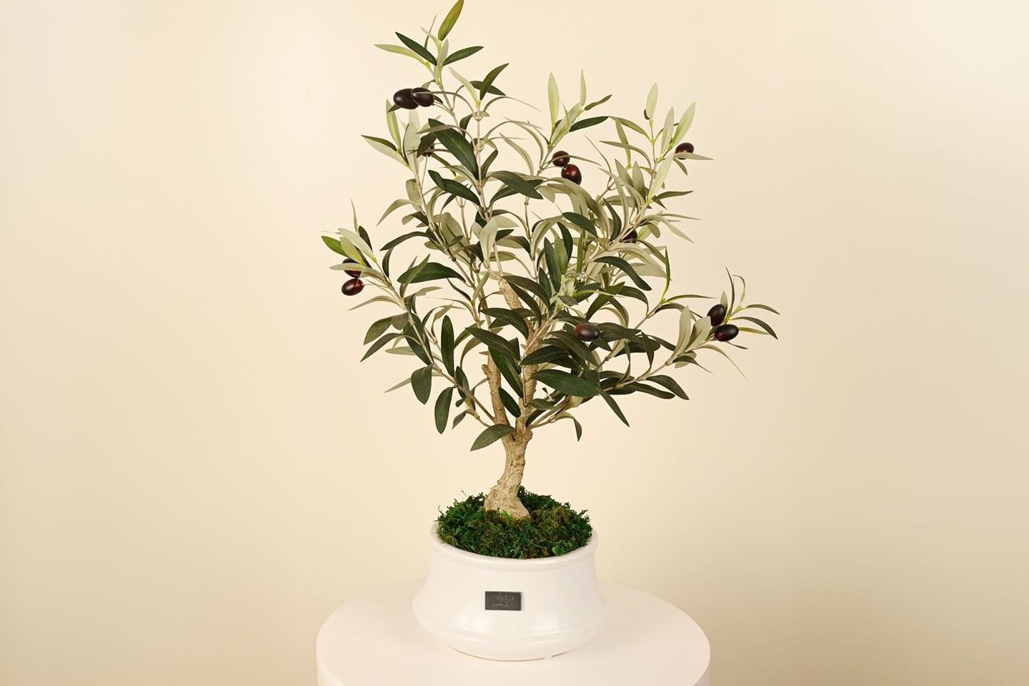 Mini Olive Tree