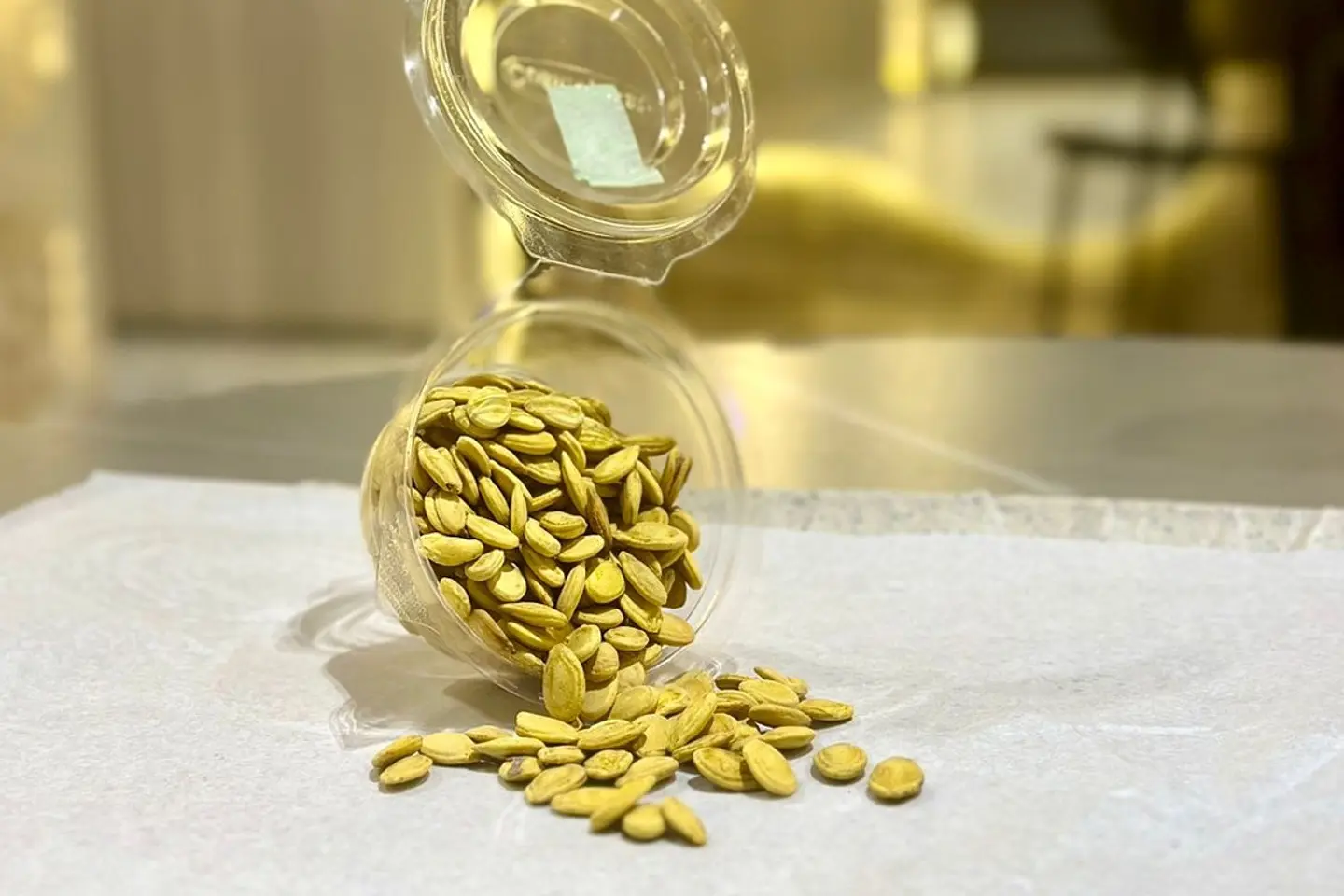 Egypt Seed