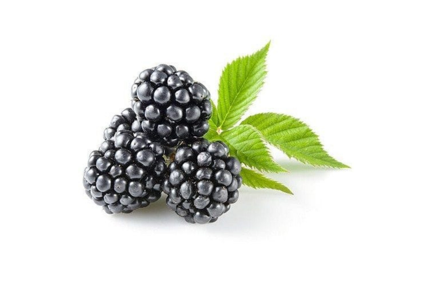 Blue Blueberry