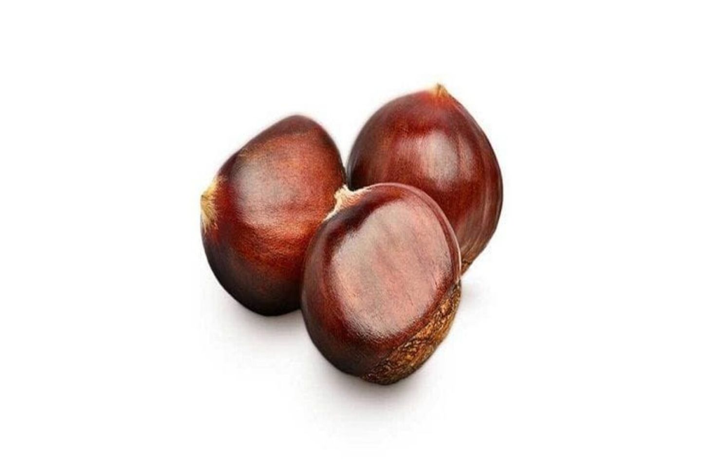Chesnut