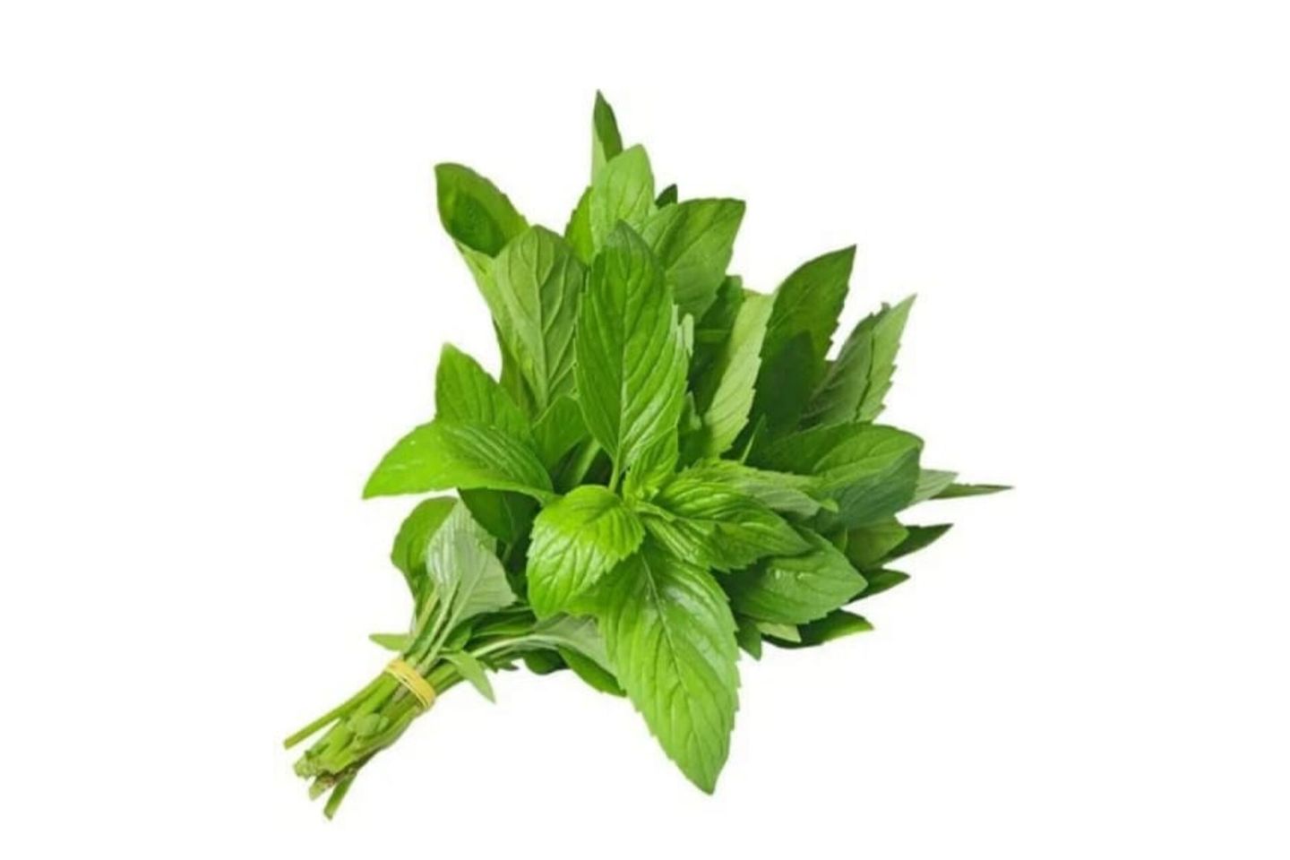 نعناع