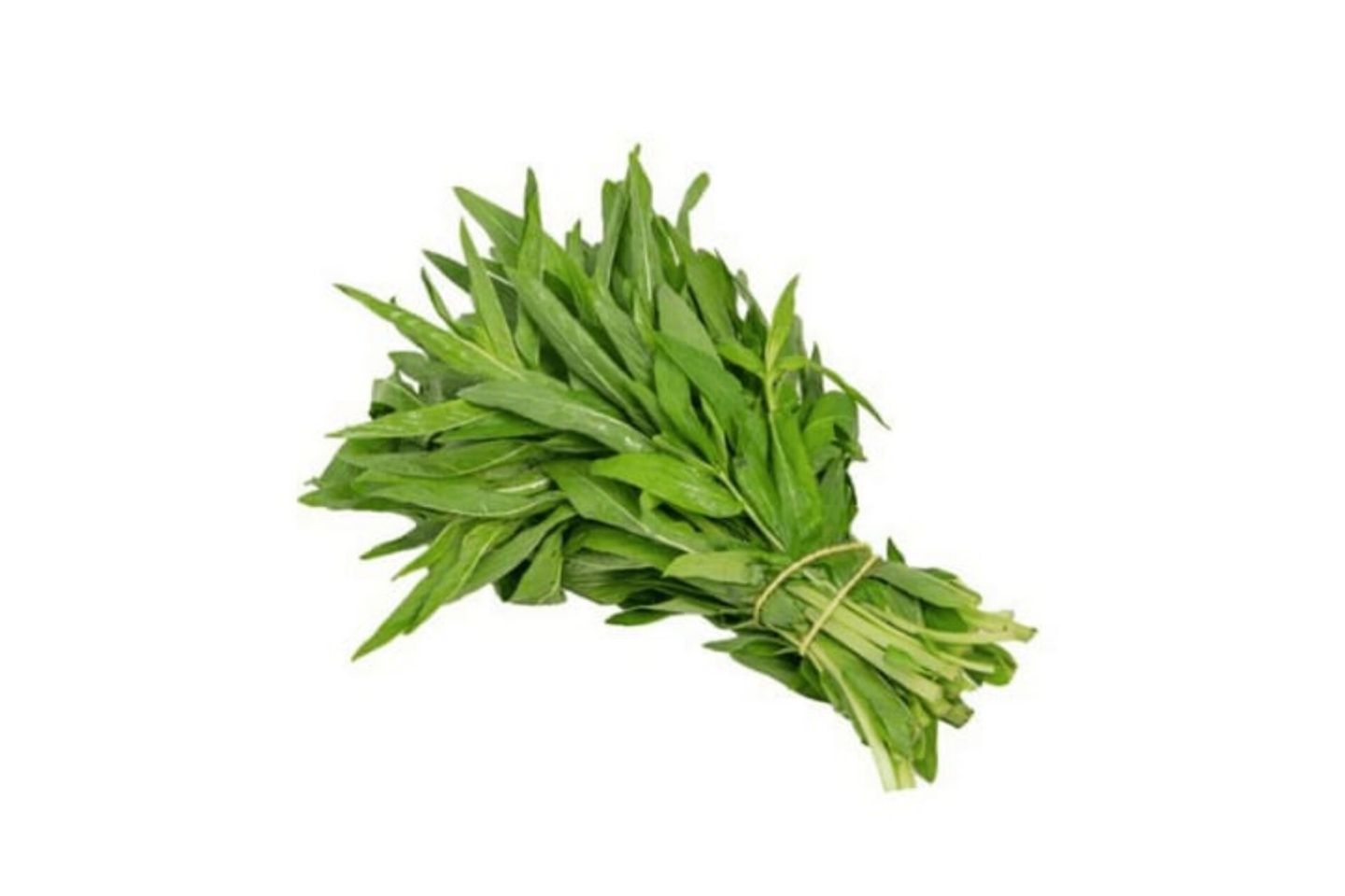 حبق