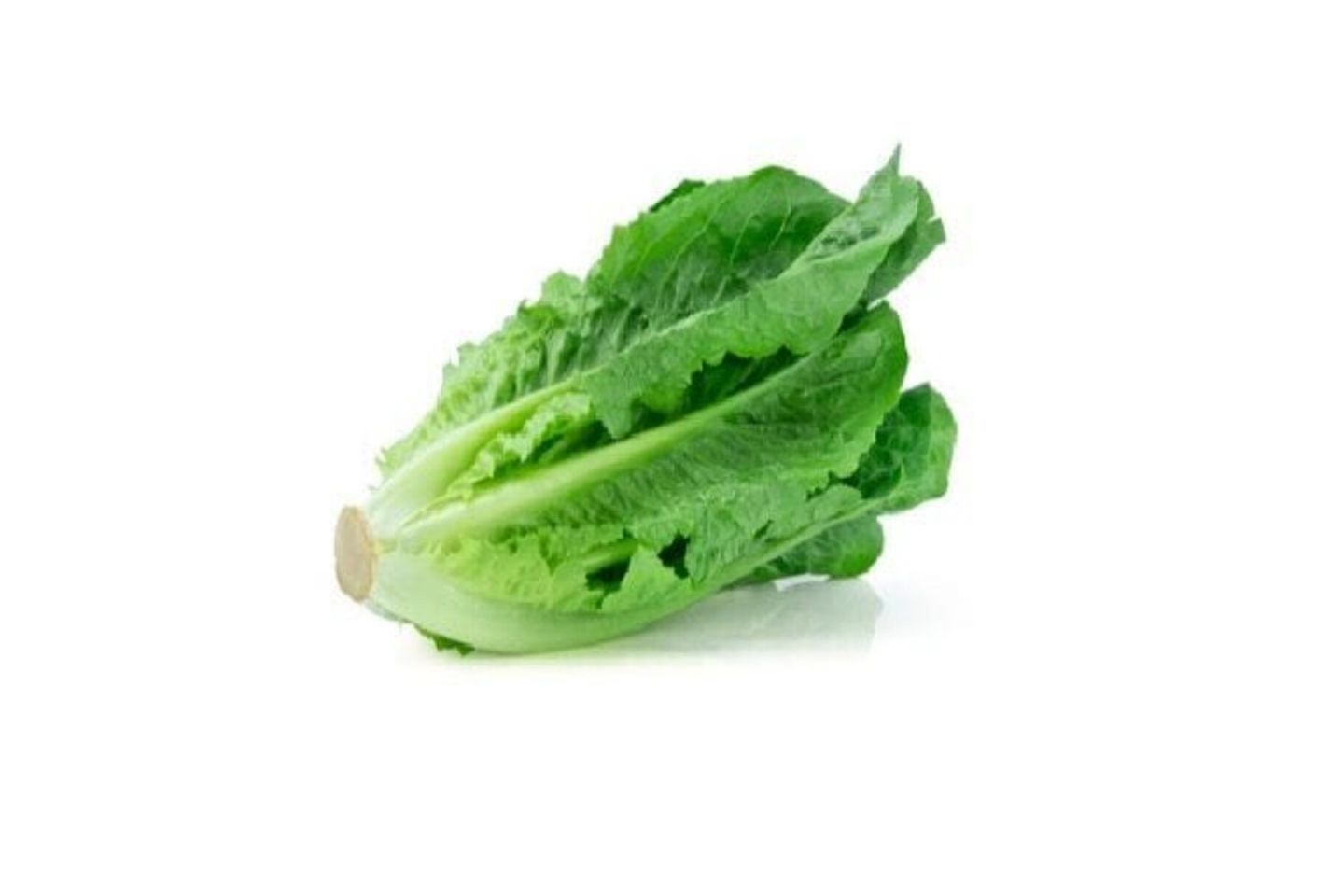 خس بلدي