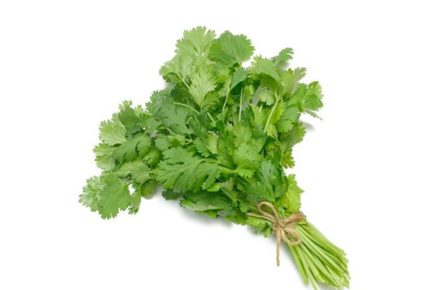 Coriander