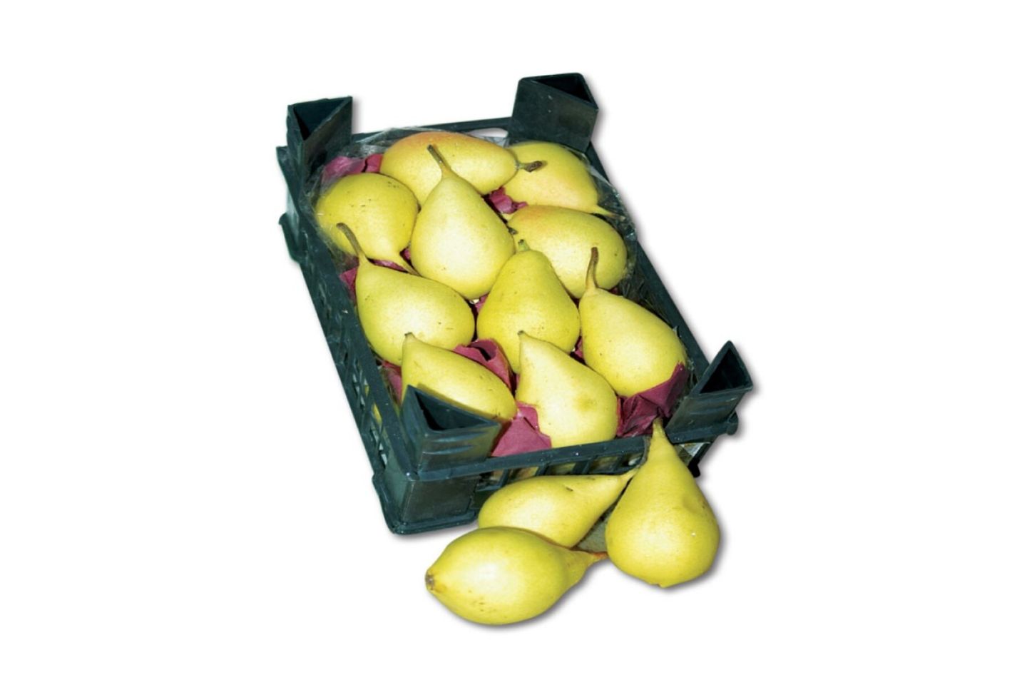 Syrian Pear