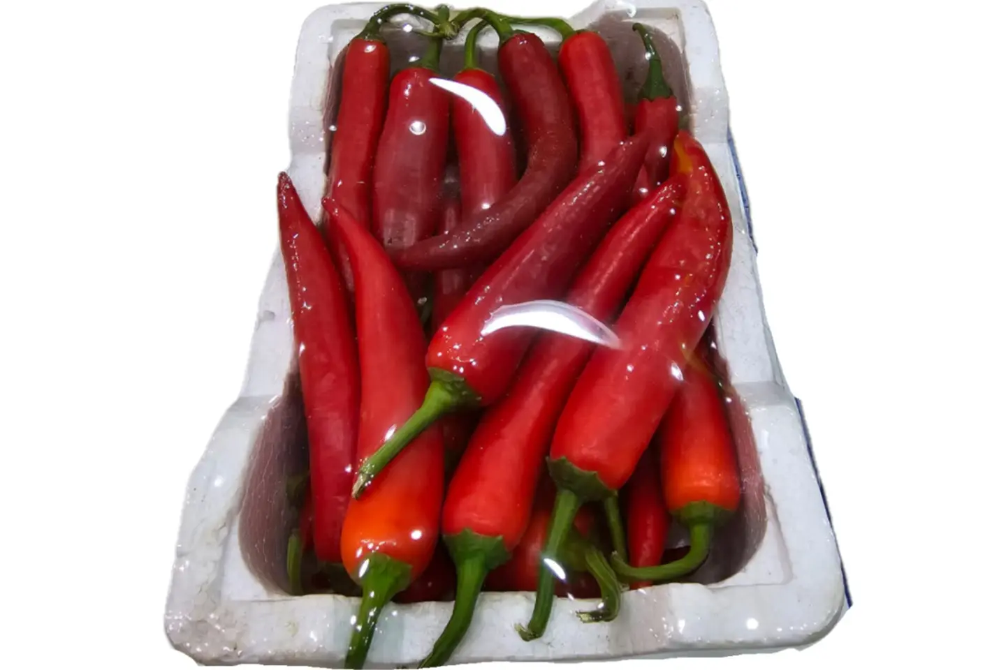 Red Tarshi (Small Box)
