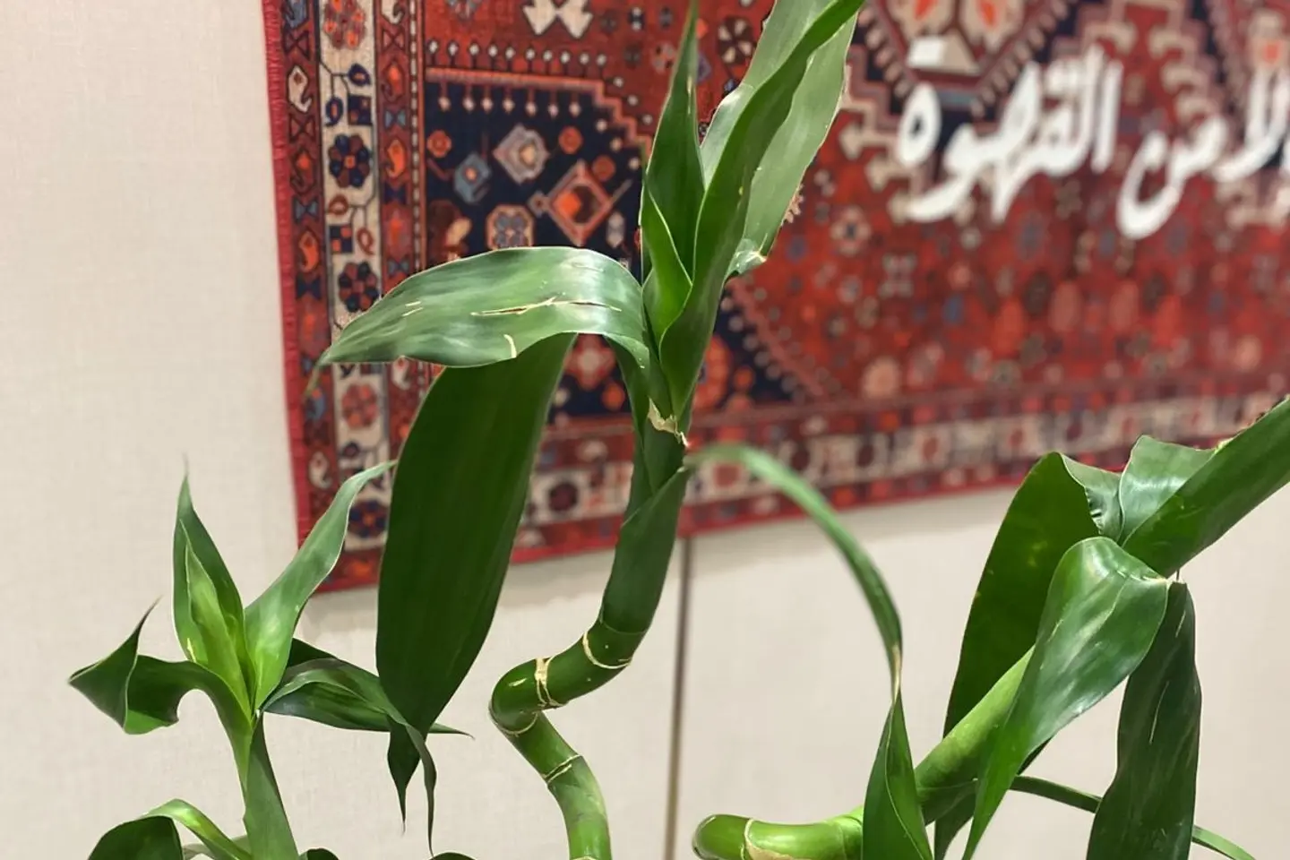 ساق البامبو بدون فازه