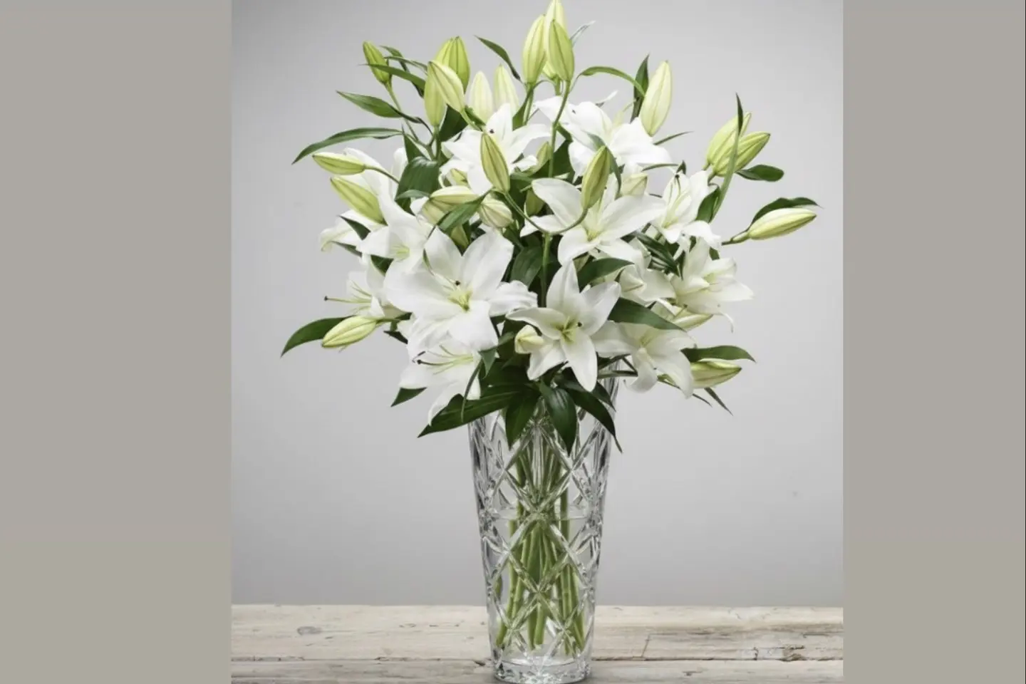 زنبق هولندا الأبيض