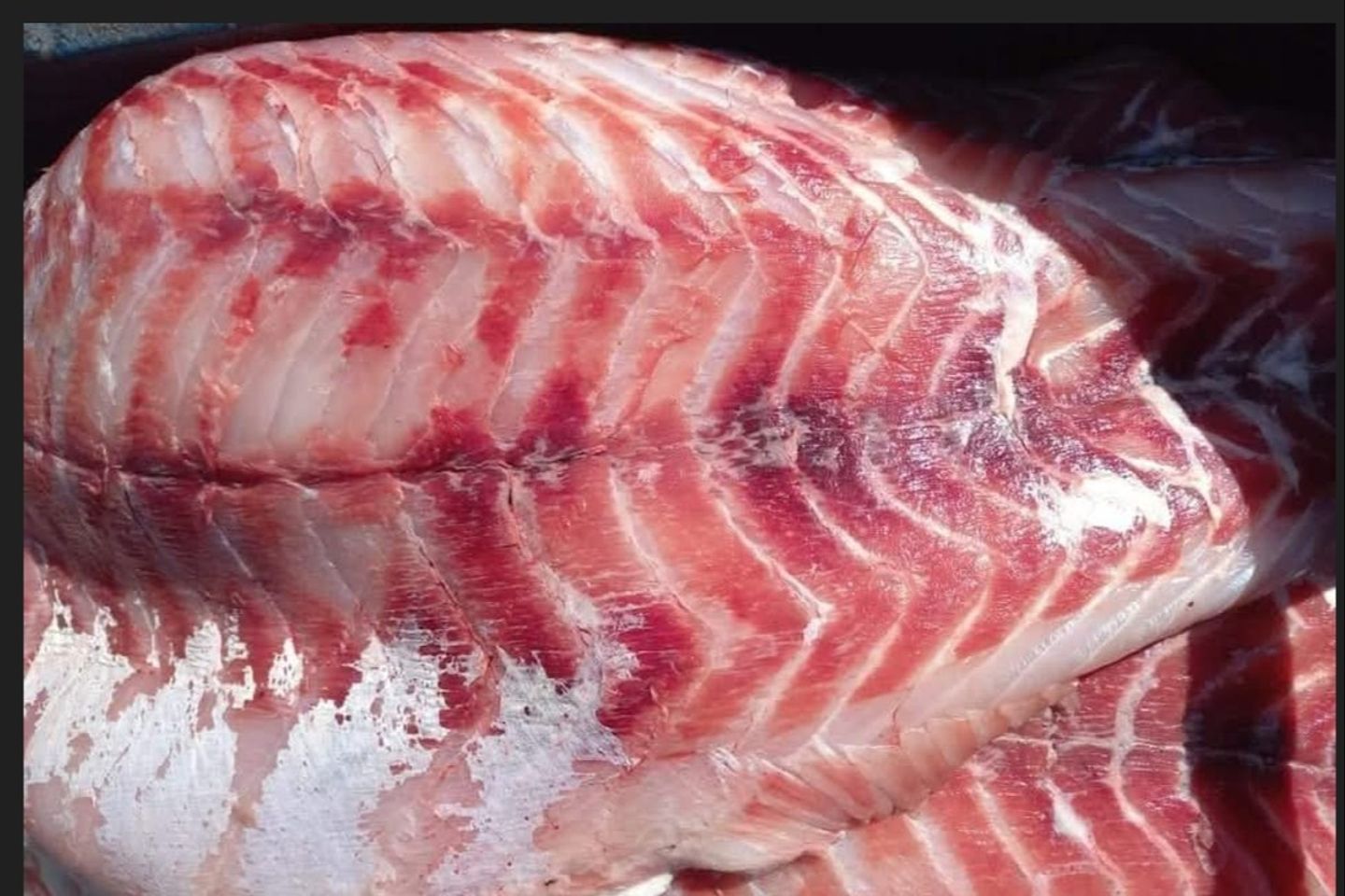 Fillet Meal