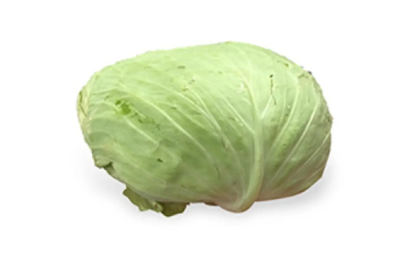 ملفوف