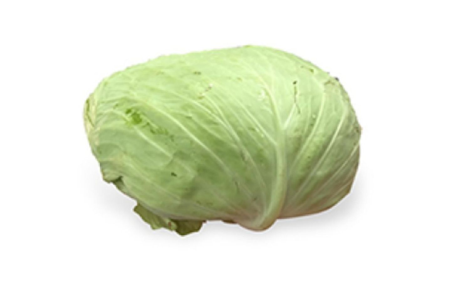 ملفوف