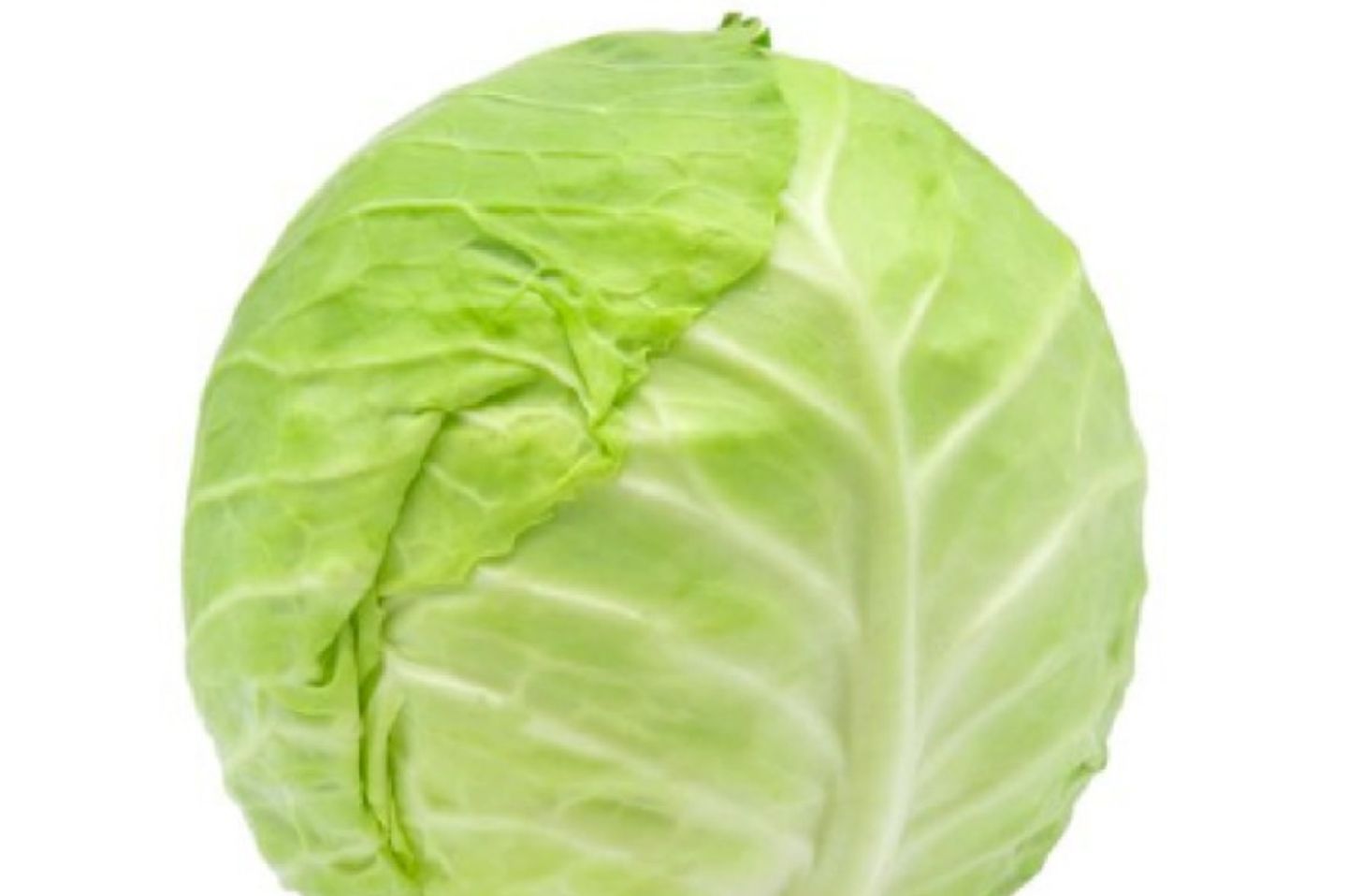 ملفوف أبيض