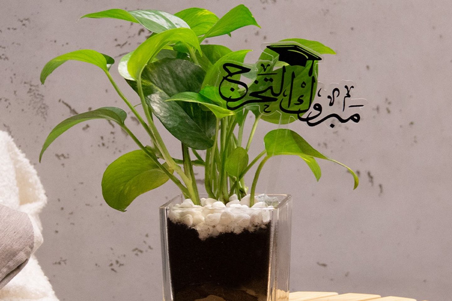 نبتة بوتس بفازة وتغريسة مبرك التخرج