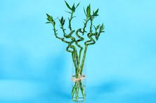 Bamboo Charm Vase 0001