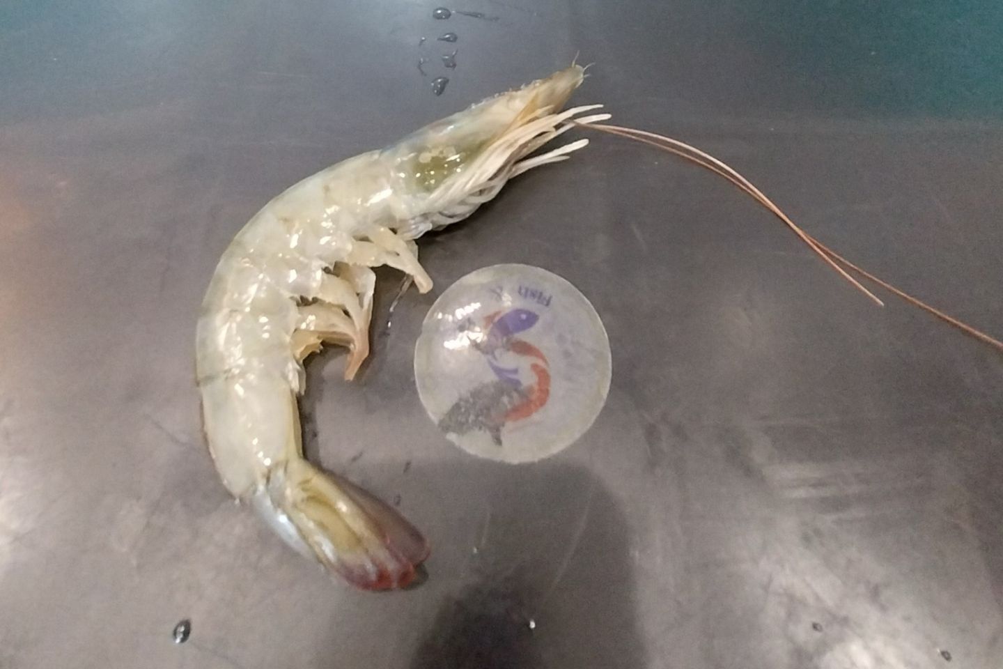 Large Shrimp