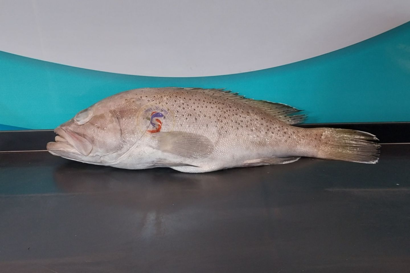 Grouper
