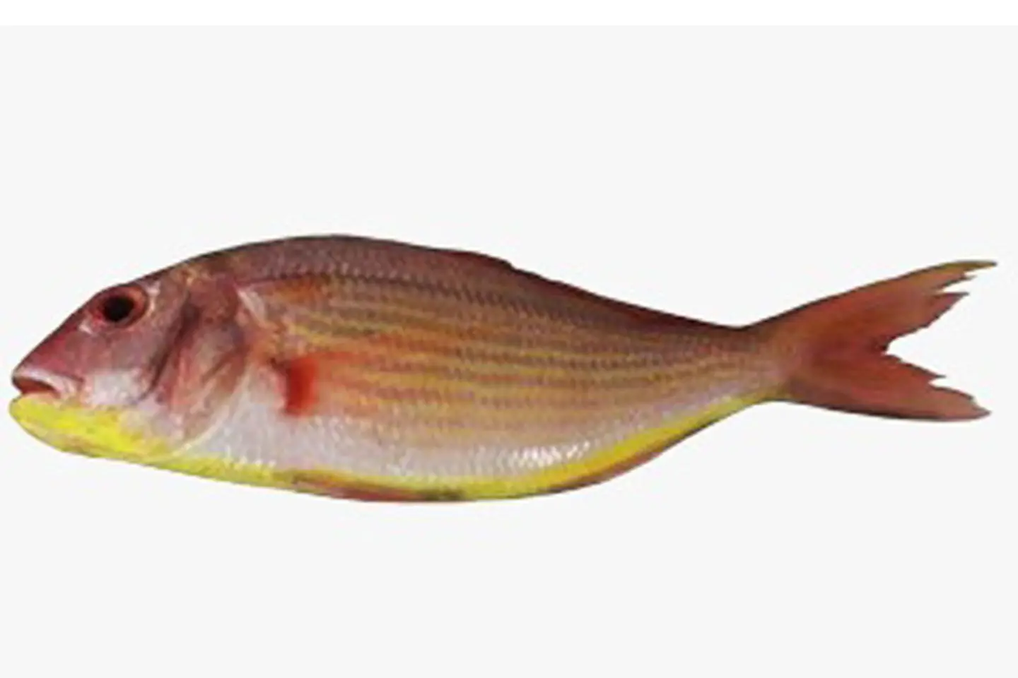 Grilled Sara' 1200 1500 G