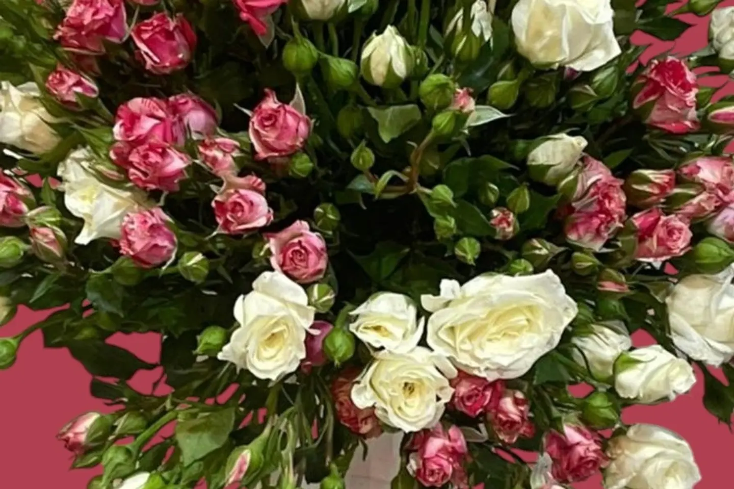 Before I'm In The Baby Rose