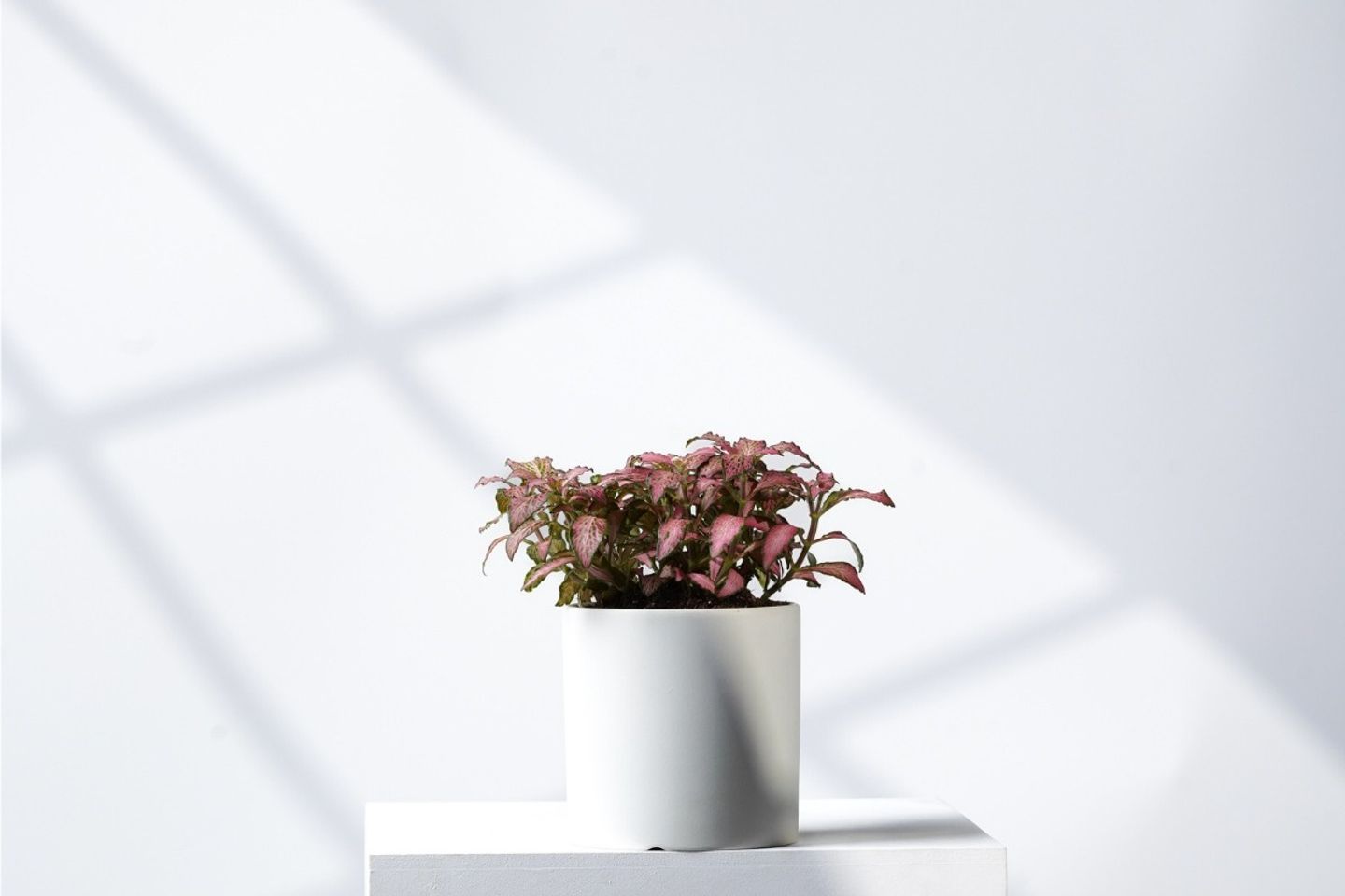 Gifted Plant 2 Red