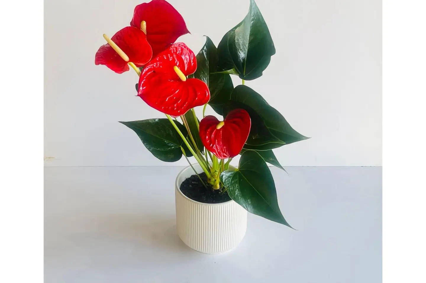 Red Anthurium Plant 22