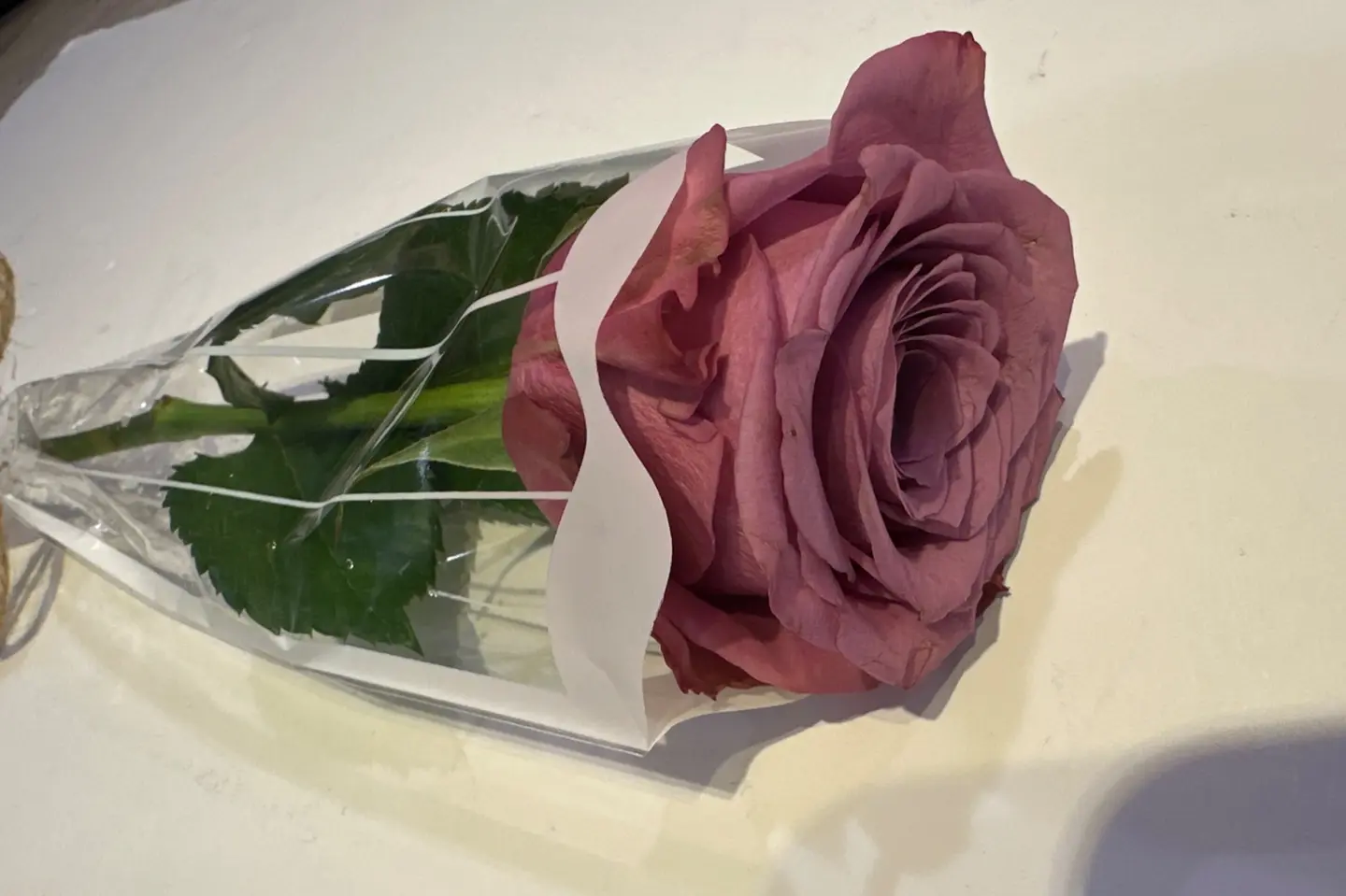 وردة جوري موف