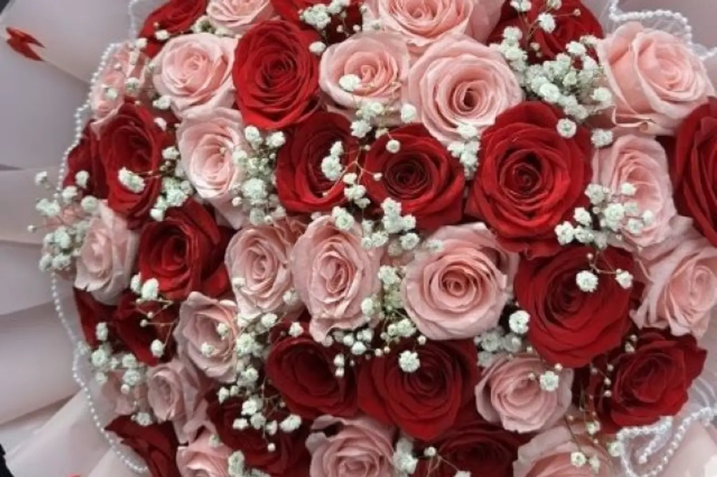 لؤلؤة الورد الأحمر ٤٠