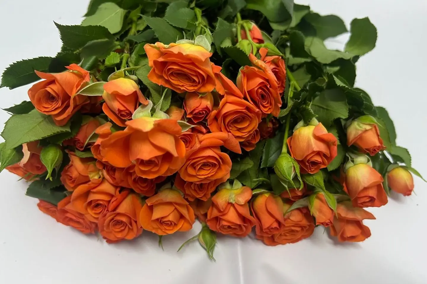 وردة و شتلة ٠٠٠٥٦