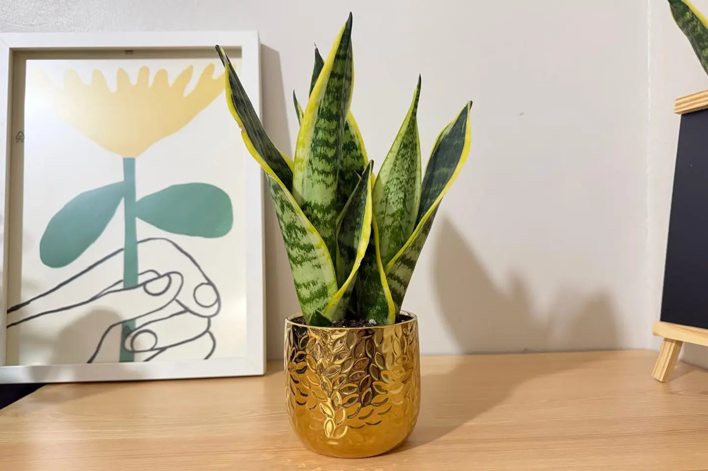 سانسيفيريا فاخرة