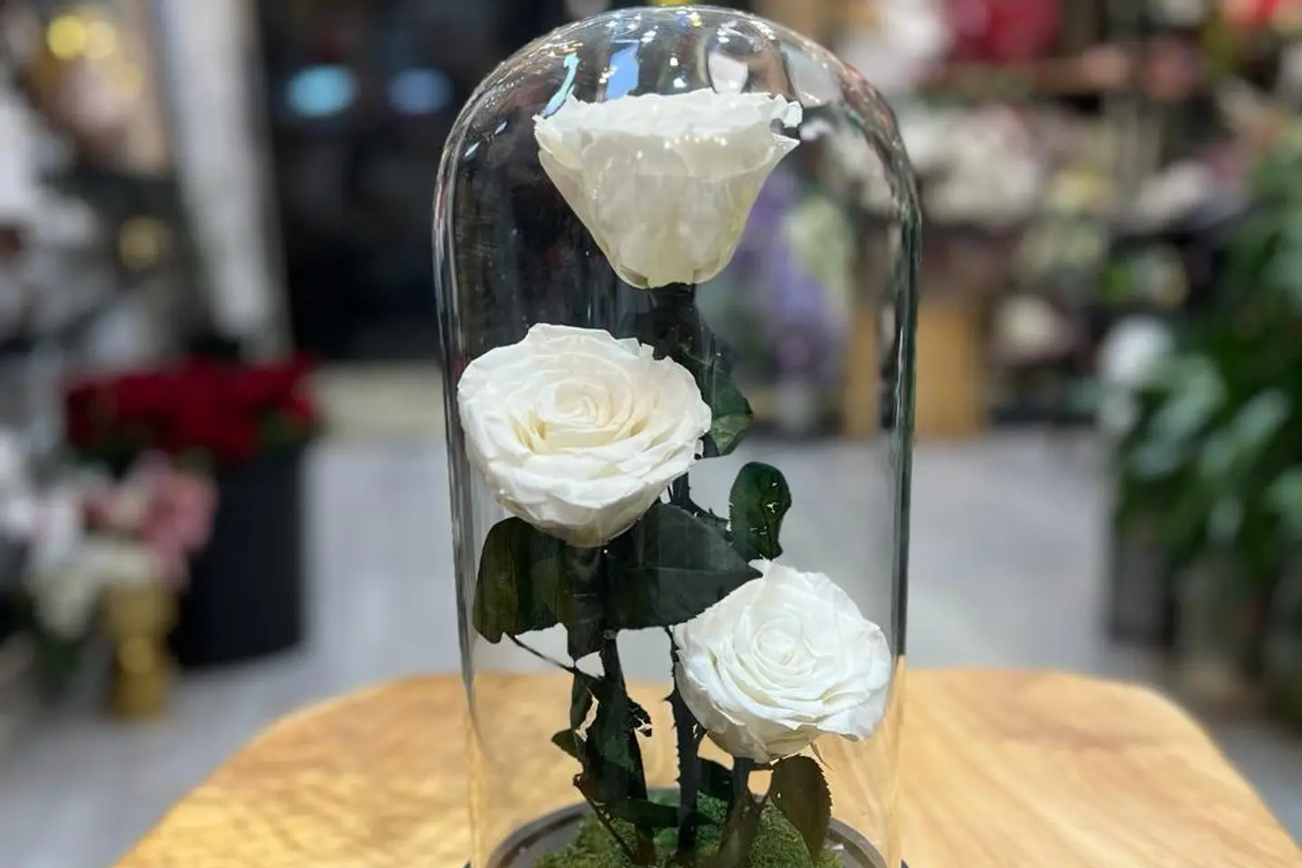 Giant White Everlasting Rose