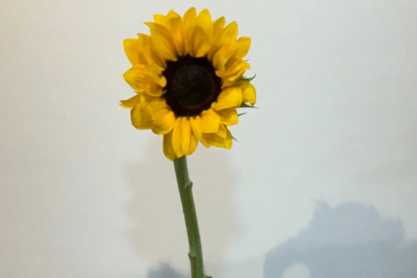 دوار الشمس