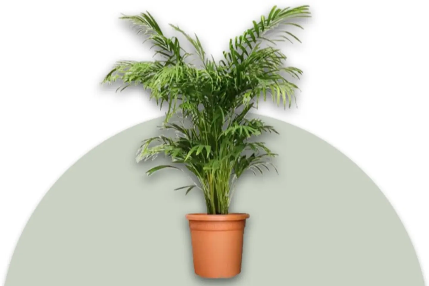 Areca Palm Plant