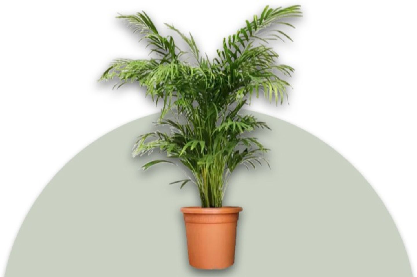 Areca Palm Plant